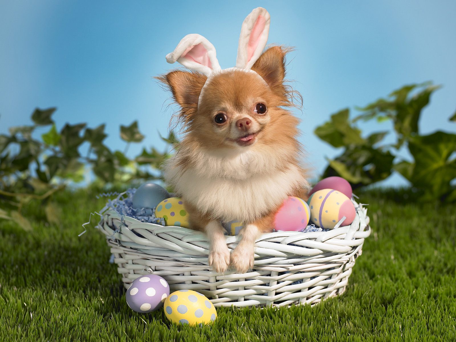 Bunny Wishes You a Happy Easter426415404